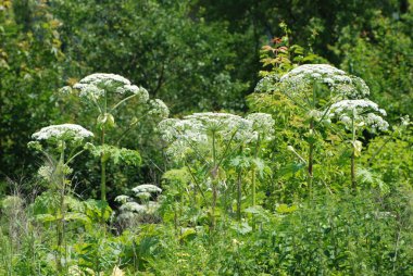 Borschivnik Sosnowski (Heracleum sosnowskyi Manden.)