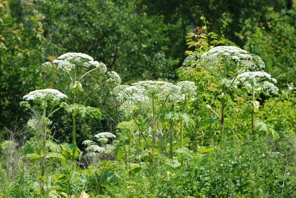 Borschivnik Sosnowski Heracleum Manden — Fotografia de Stock