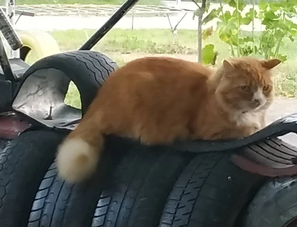 Gato Doméstico Felis Silvestris Catus — Foto de Stock