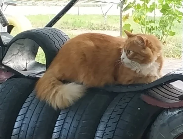 Gato Doméstico Felis Silvestris Catus — Foto de Stock