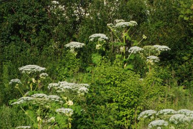 Borschivnik Sosnowski (Heracleum sosnowskyi Manden.)