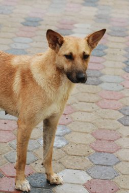 Köpek ya da evcil köpek (Canis lupus familiaris))
