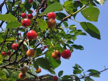 Genel kiraz (Prunus cerasus L.)