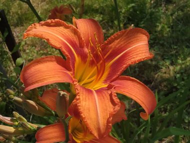 Lily (Lilium, Ukraynalı halk ismi Lily)