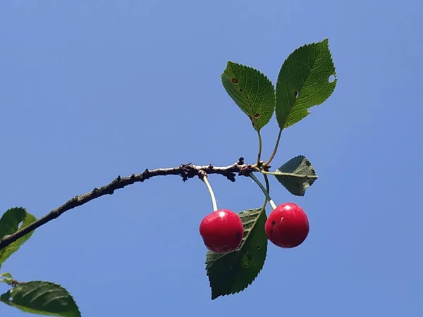 Kirsche Prunus Cerasus — Stockfoto