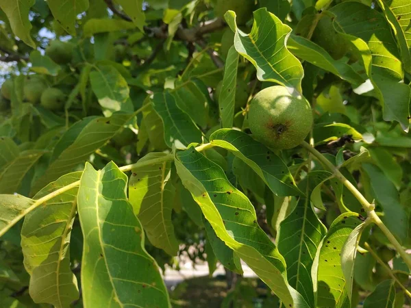 Valnöt Även Valnöt Juglans Regia — Stockfoto