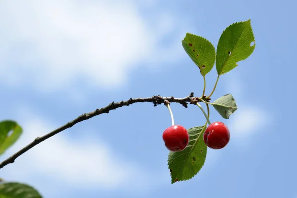 Common Cherry Prunus Cerasus — Stock Photo, Image