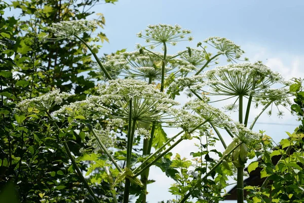 Borschivnik Sosnowski Heracleum Sosnowskyi Manden — Stock Photo, Image