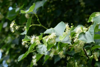 Linden (Tilia), Mallow familyasından bir ağaç cinsidir.