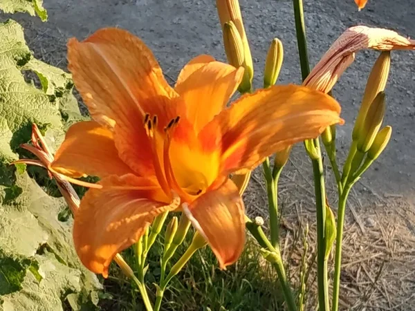 Lily Lilium Ukrainskt Folknamn Lilja — Stockfoto