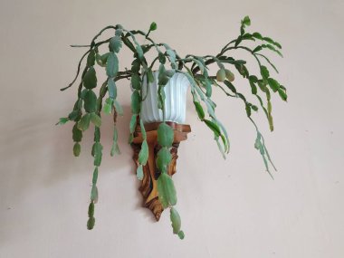 Schlumberger (Latince. Schlumbergera, Lemaire; eş anlamlılar: epiphyllum - Latince. Epiphyllum, Pfeiffer; Zygocactus - Zygocactus, Schumann; Epiphyllantus - Epiphyllanthus, Berger)