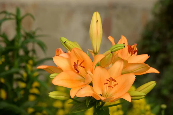 Lily Lilium Ukraynalı Halk Ismi Lily — Stok fotoğraf