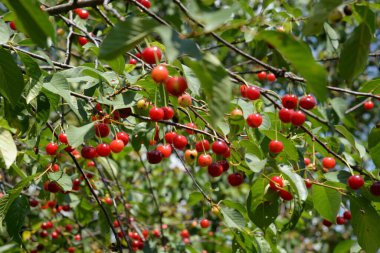 Genel kiraz (Prunus cerasus L.)