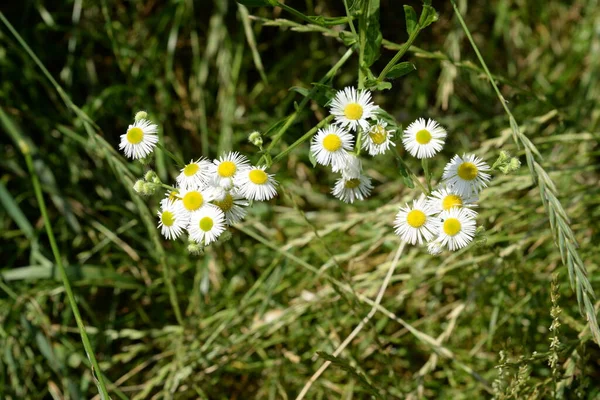 Kamille Matricaria Andere Namen Römer Wiesel Schwiegertochter Roman Selten Errötet — Stockfoto