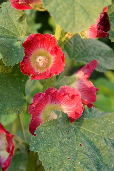 Malva Nebo Mallow Lat Mlva — Stock fotografie