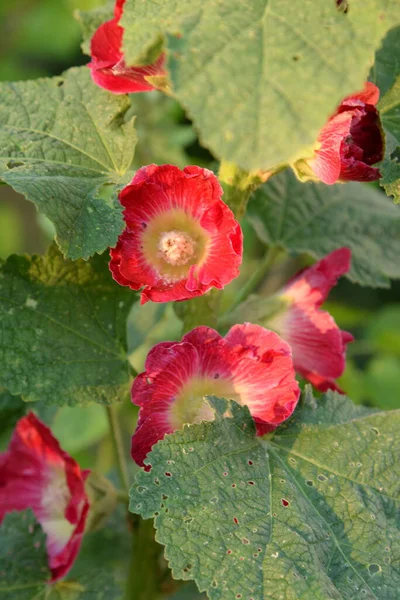 Malva Malva Lat Mlva — Fotografia de Stock