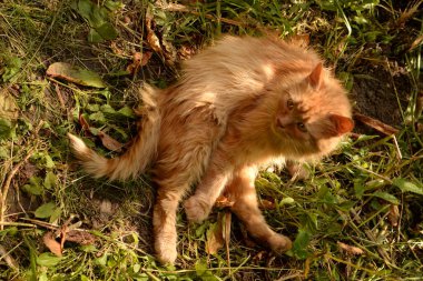 Evcil kedi ya da evcil kedi (Felis Silvestris catus)