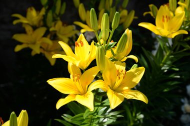 Lily (Lilium, Ukraynalı halk ismi Lily)