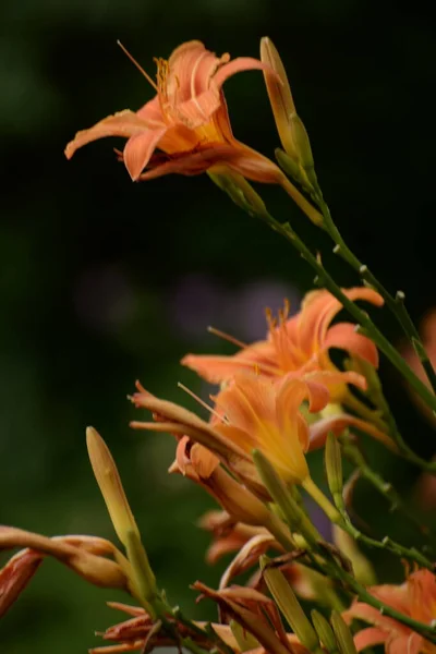 Lily Lilium Ukraynalı Halk Ismi Lily — Stok fotoğraf