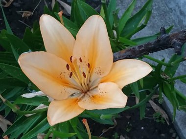 Lily (Lilium, Ukraynalı halk ismi Lily)