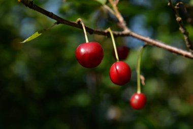Genel kiraz (Prunus cerasus L.)