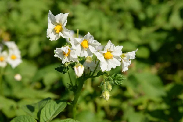 Ziemniaki Łaciński Solanum Tuberosum — Zdjęcie stockowe