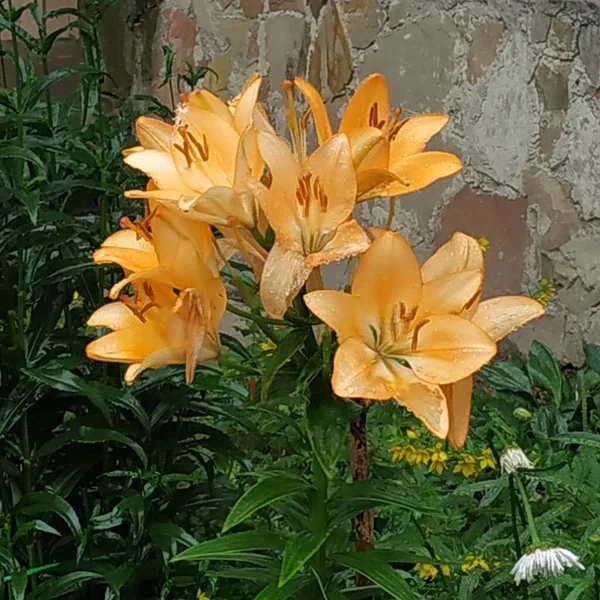 Lily Lilium Nome Popular Ucraniano Lírio — Fotografia de Stock