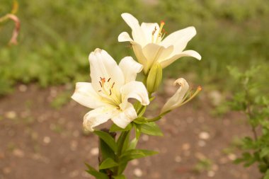 Lily (Lilium, Ukraynalı halk ismi Lily)