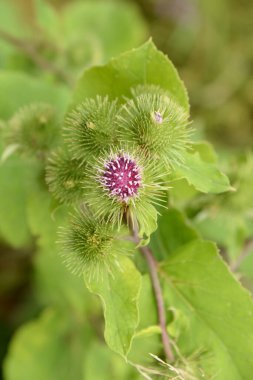 Burdock, burdock (Arctium L.)