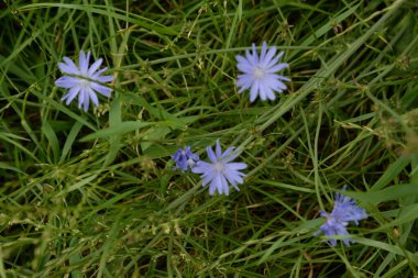 Mavi ya da mavi (Centaurea siyanus (Hepsi) Dost.)