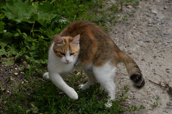 Hauskatze Oder Hauskatze Felis Silvestris Catus — Stockfoto