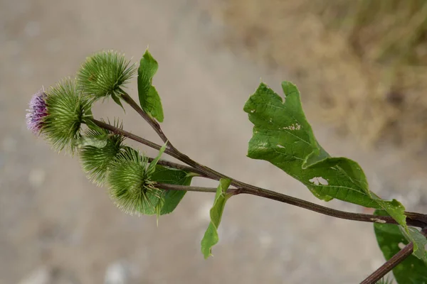 Burdock Burdock Arctium — стокове фото