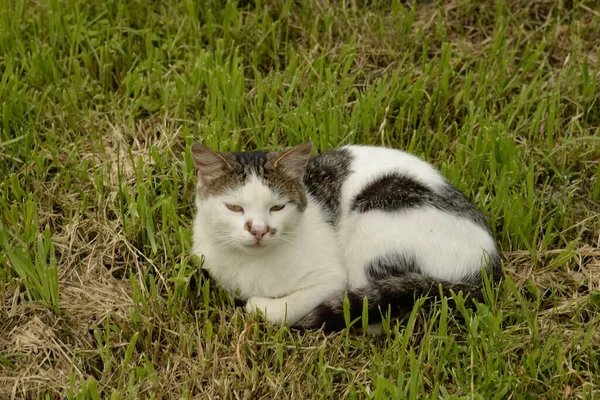 Κατοικίδια Γάτα Οικιακή Γάτα Felis Silvestris Catus — Φωτογραφία Αρχείου