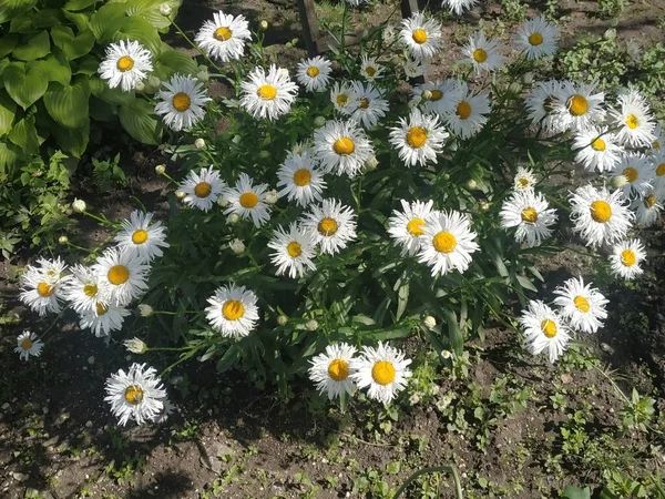 Chamomile Matricaria Other Names Romaine Weasel Daughter Law Novel Rarely — Stock Photo, Image