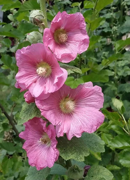 Malva Eller Malva Lat Mlva — Stockfoto