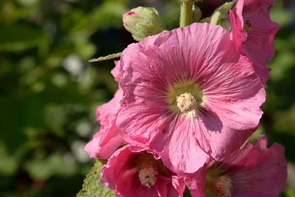 Malva Mallow Лат Mlva — стоковое фото