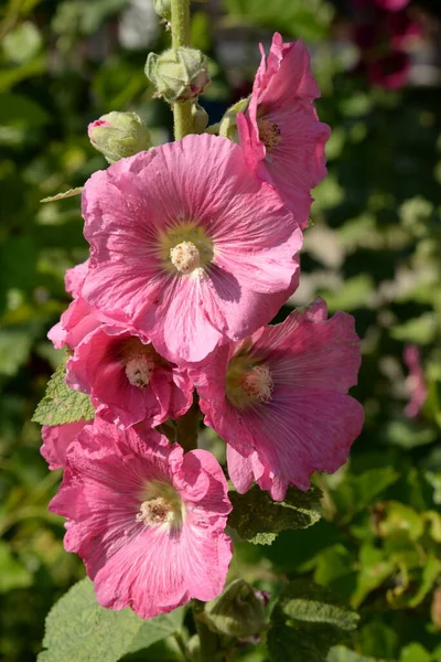 Malva Mauve Lat Mlva — Photo