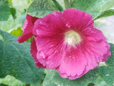  Malva, veya mallow (lat. Mlva)