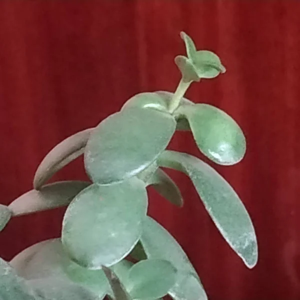 Crassula — 스톡 사진