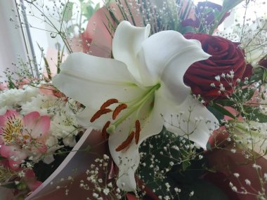 Lily (Lilium, Ukraynalı halk ismi Lily)