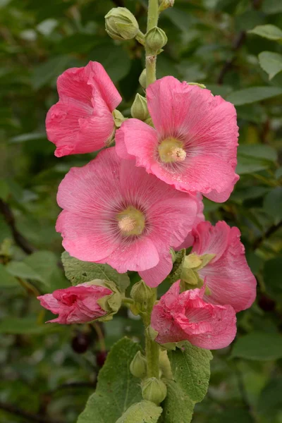 Malva Malva Lat Mlva — Foto de Stock