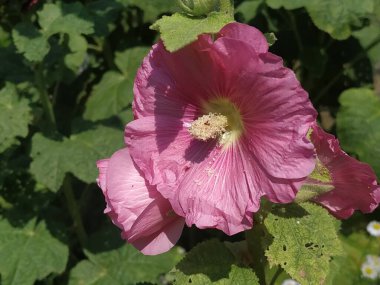 Malva, veya mallow (lat. Mlva)