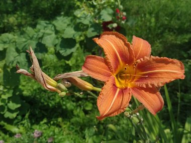 Lily (Lilium, Ukraynalı halk ismi Lily)