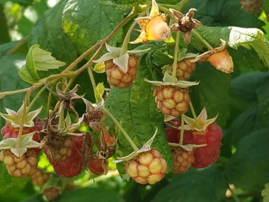 Avrupa ahududu, ahududu veya sadece ahududu