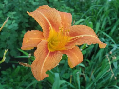 Lily (Lilium, Ukraynalı halk ismi Lily)