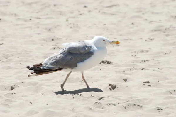 Gaivota Chibis Vanellus Vanellus — Fotografia de Stock