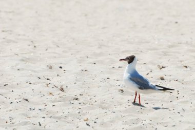 Martı veya Chibis (Vanellus vanellus)