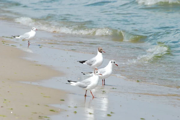 Möwe Auf Dem Schwarzen Meer — Stockfoto