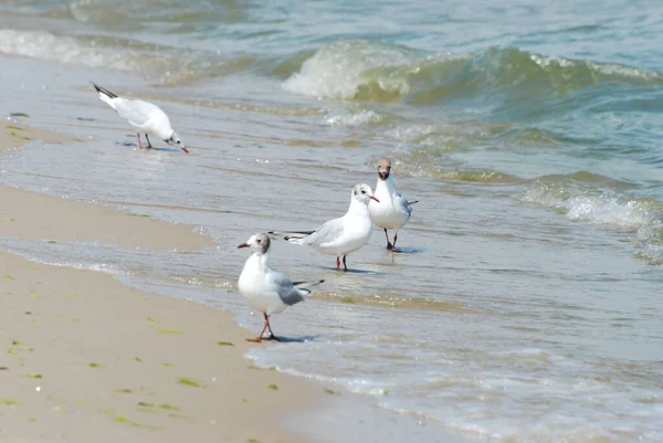 Gabbiano Sul Mar Nero — Foto Stock