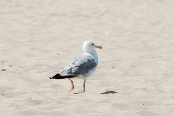 Möwe Oder Chibis Vanellus Vanellus — Stockfoto